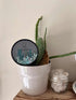 Cacti Ilia Coconut soy scented candle in decorative container with cactus design among houseplants
