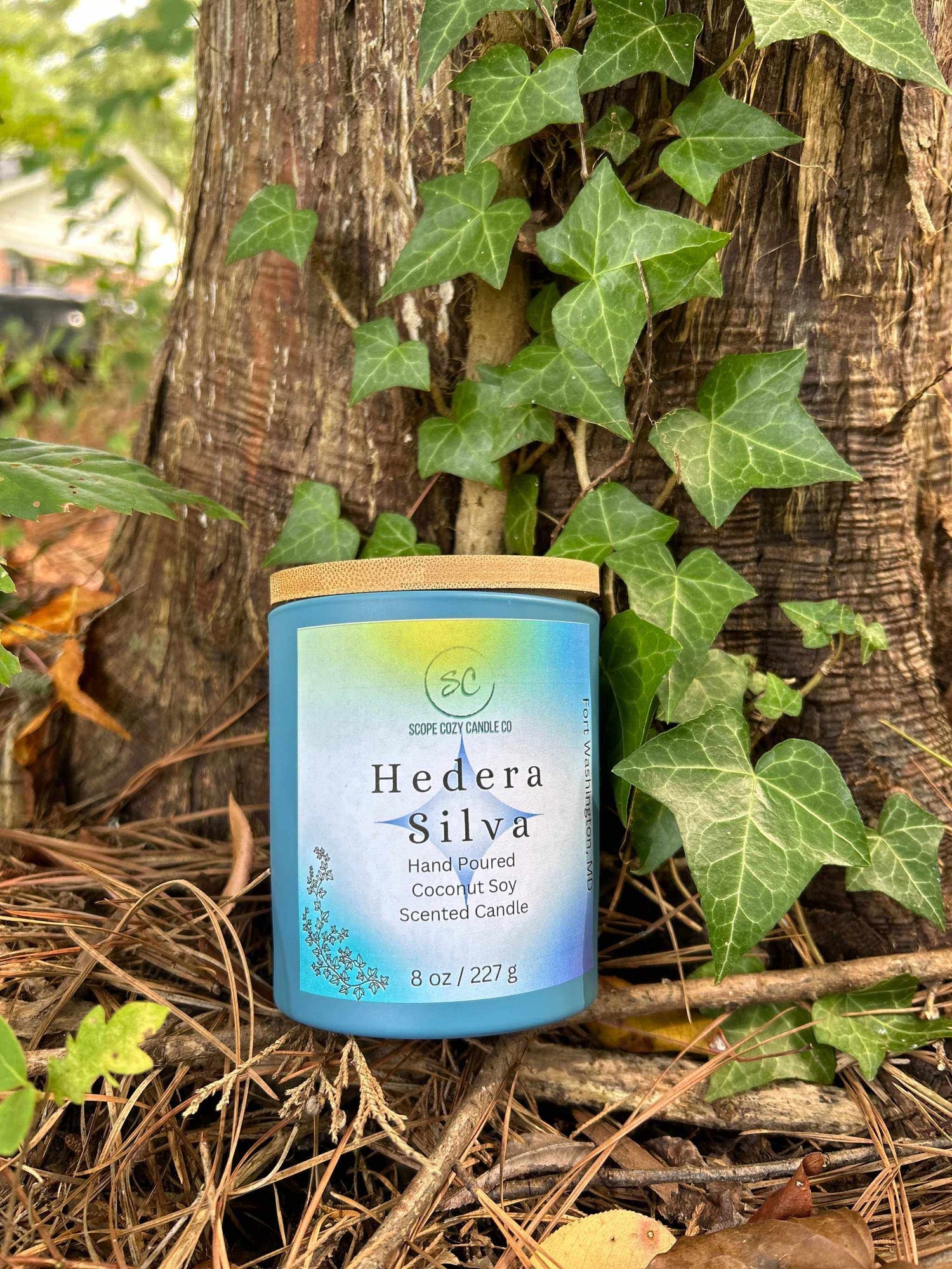 Hedera Silva Coconut Soy scented candle 8oz with eucalyptus, sage, lemon, bergamot, amber musk, ginger, and cinnamon scent in eco-friendly jar placed by tree roots and ivy leaves